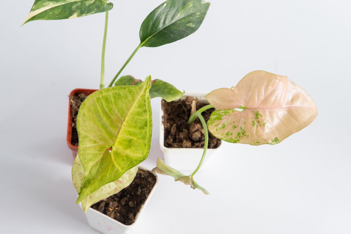 Arrowhead plants being propagated in soil.