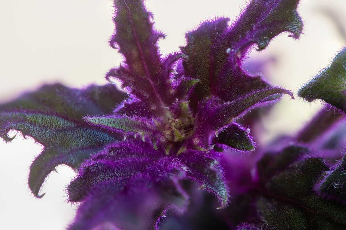 A Purple Velvet Plant with purple and green leaves, featuring jagged, fuzzy textures. 