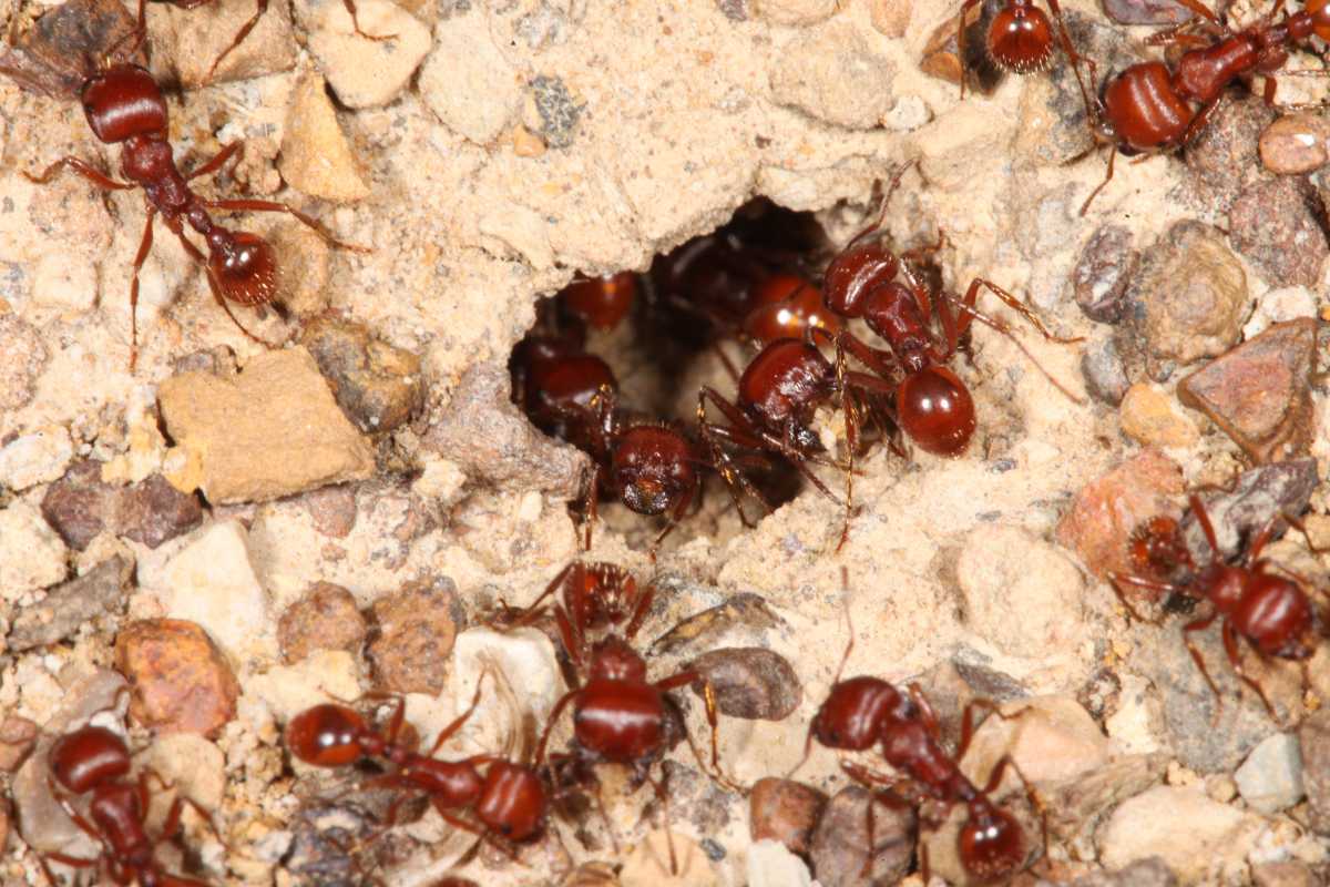 Red harvester ants in the garden, surrounding and entering a small hole in a dirt and gravel surface.