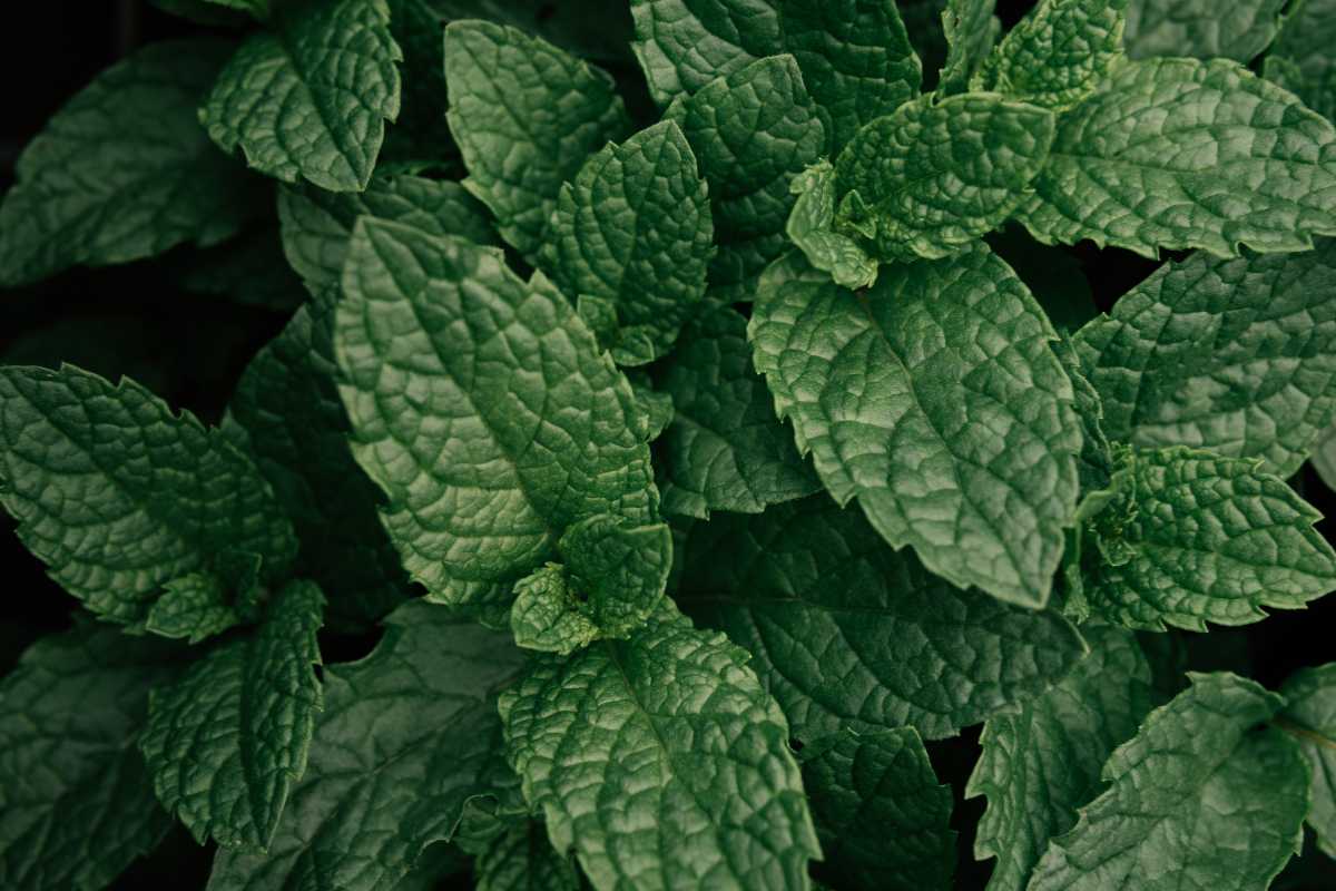 Several vibrant green mint leaves, showcasing their textured surfaces and serrated edges. 