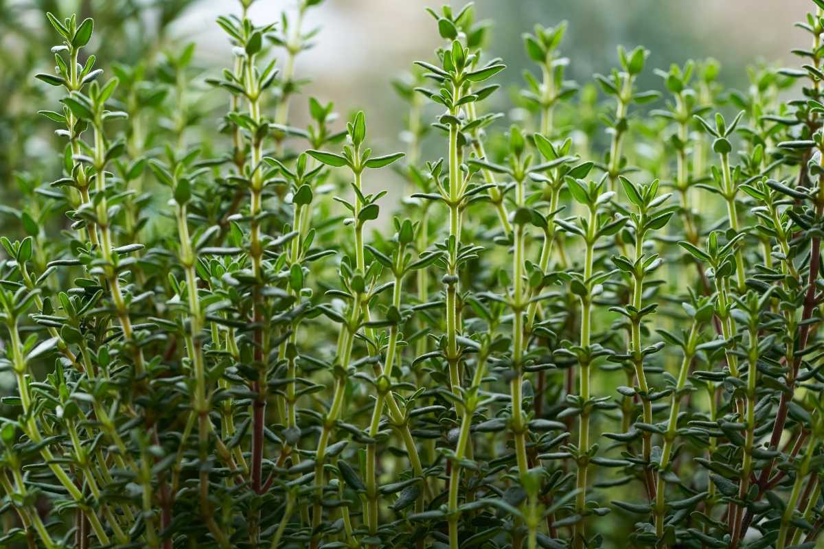 Green thyme plants with numerous vertical stems and small, oval leaves. The background appears blurry.