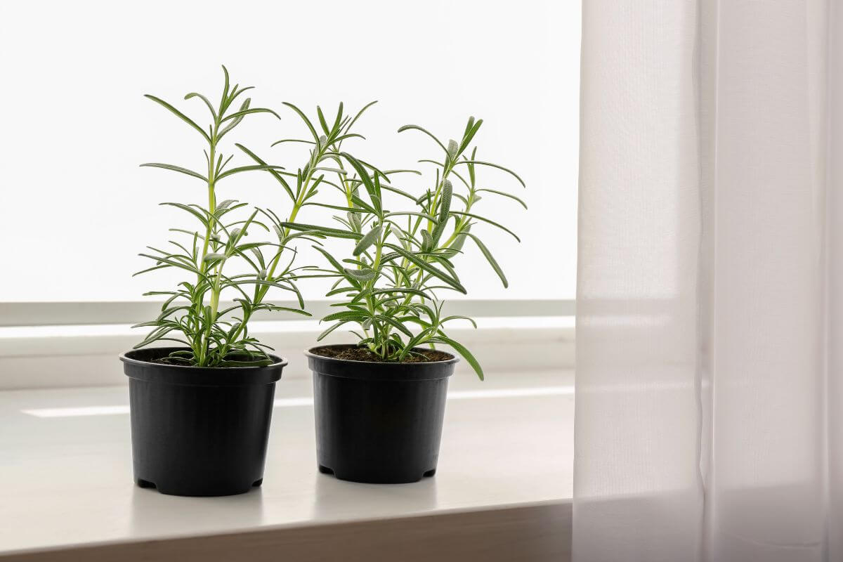 Two small rosemary plants sit in black plastic pots on a white windowsill.