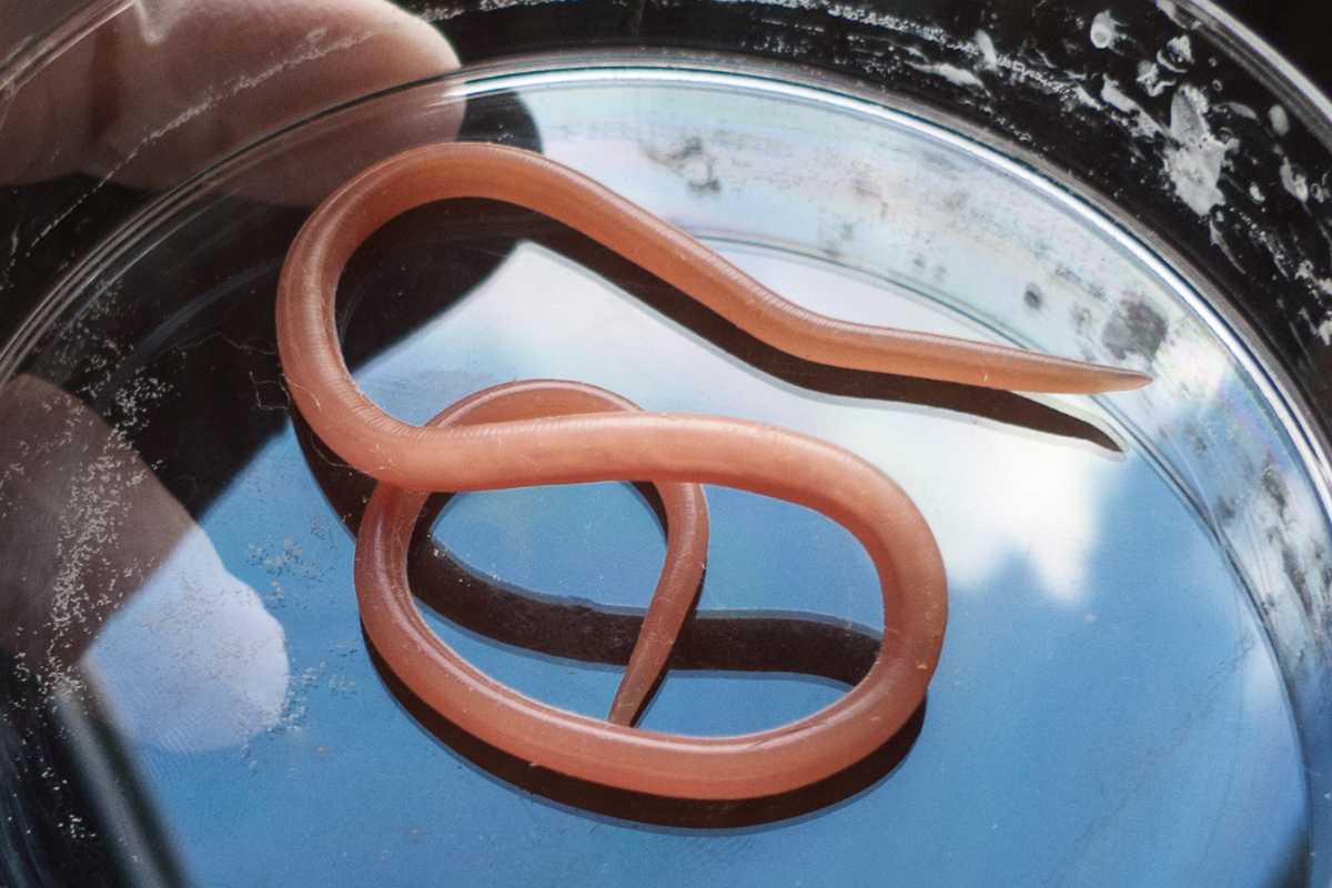 A ong, pinkish-brown parasitic roundworm coiled in a circular glass dish, partially filled with a clear liquid. 