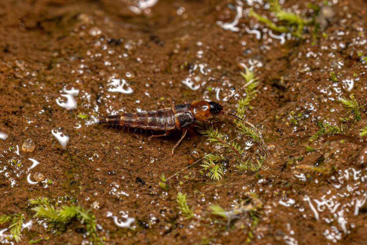 Close-up of a small rove beetle on damp soil.