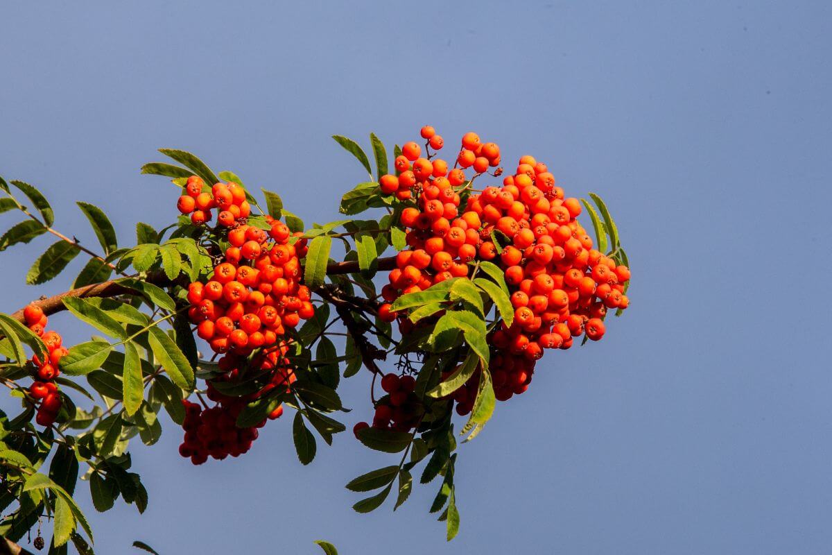 A cluster of bright orange, Rowan Berries hangs from a branch adorned with green leaves. The edible winter berries create a striking contrast with the sky.
