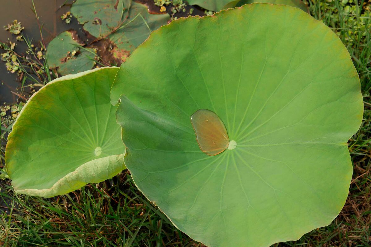 A top-down view of a Sacred Lotus, its large lily pad-like leaf holding a bit of water from the afternoon rain.