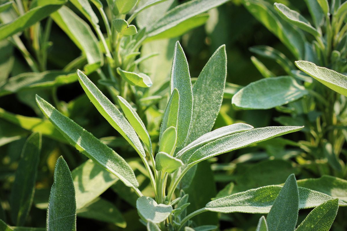 Close-up of a hydroponic sage plant with elongated green leaves covered in fine, soft hairs.