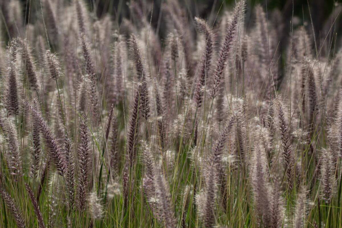 A field of long, thin Sandburs with purple, feathery plumes sways gently. 