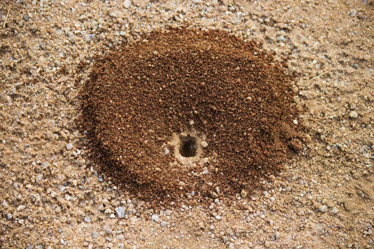 A ant hill made of fine brown soil, featuring a small, circular entrance hole at the center.