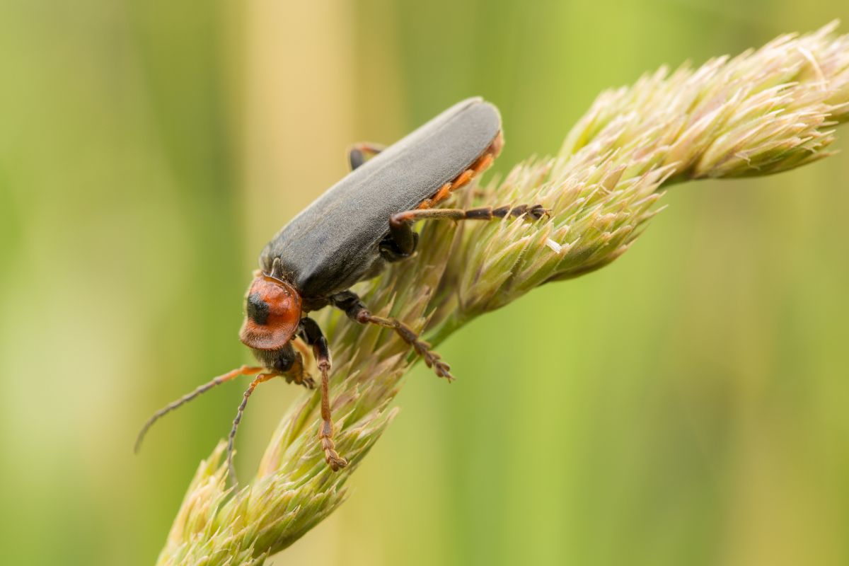 A soldier beetle, one of many beneficial insects, perched on the tip of a grass seed head. 