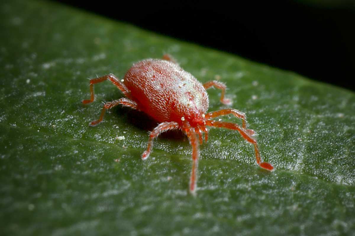 A bright red, tiny spider mite on a green leaf. 