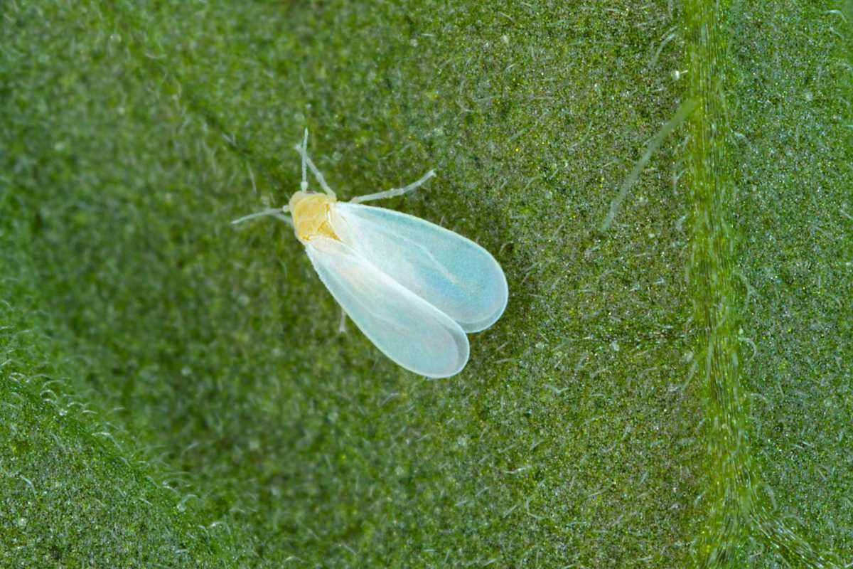 A whitefly with delicate, translucent wings, perched on a green spider plant leaf. 