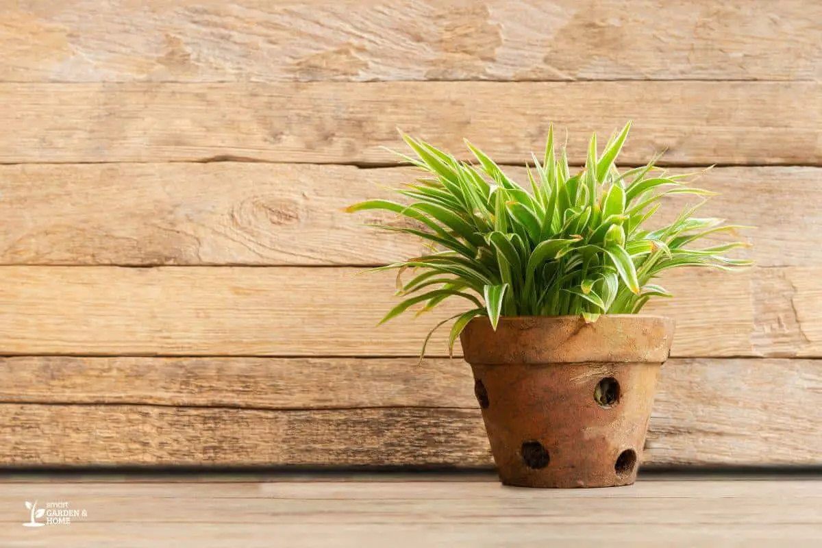 Potted Spider Plant Lessens Stress