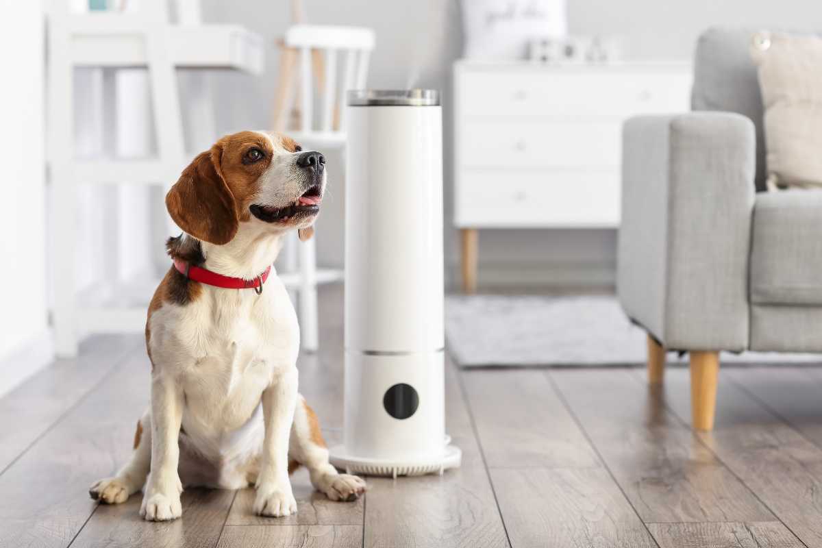 A beagle with a red collar sits on a wooden floor next to a tall, white pet feeder in a modern living room. 