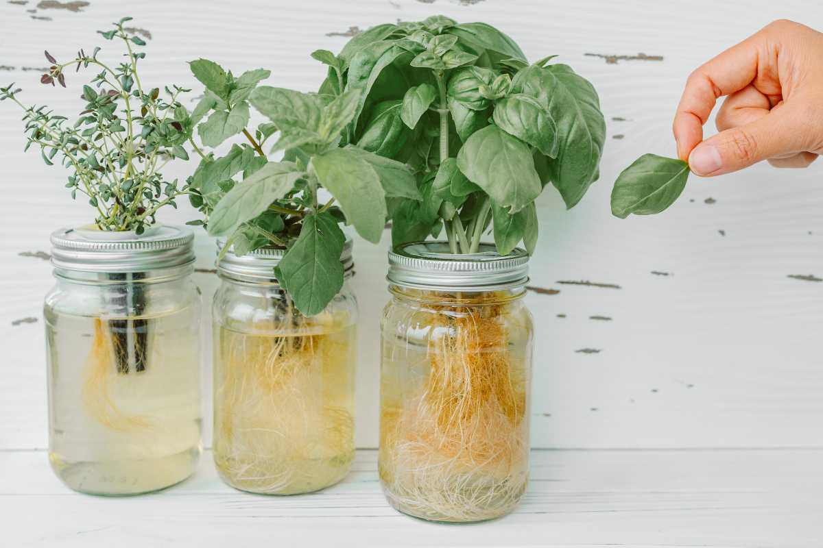 Three mason jars utilizing the Kratky hydroponics method contain thriving herbs.