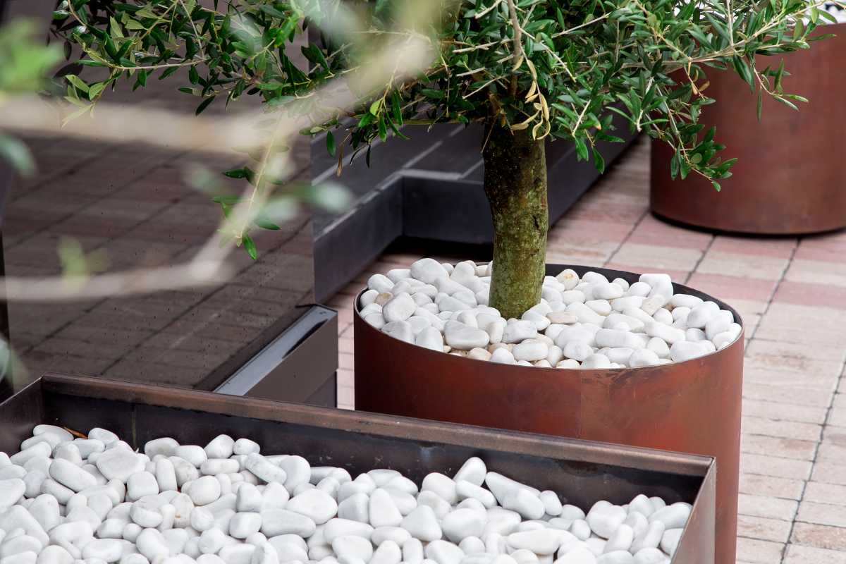 A tree planted in a large, rust-colored cylindrical pot filled with white pebbles. In the foreground, there is another planter filled with similar white pebbles. 