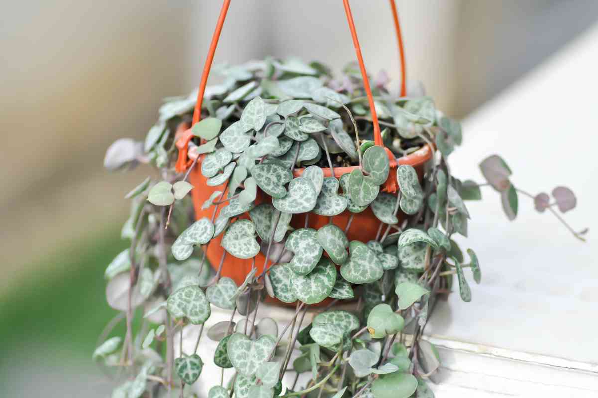 A potted string of hearts plant, with trailing vines and heart-shaped leaves. 