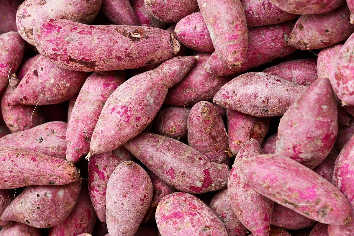 A large pile of raw, unpeeled sweet potatoes with pinkish-purple skins. The sweet potatoes vary in size and shape but are all covered with soil and natural markings.