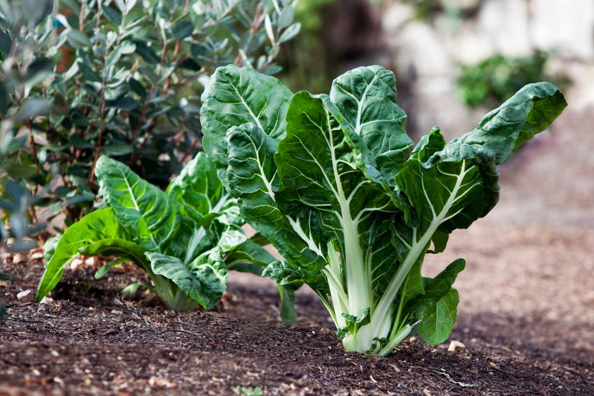 Two vibrant green Swiss chard plants flourish robustly in an outdoor garden bed. 