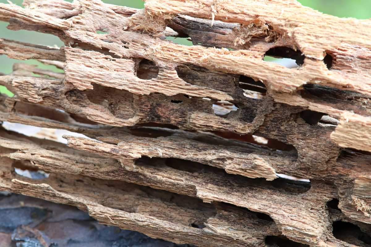 A piece of decayed, hole-riddled wood, likely caused by ants.