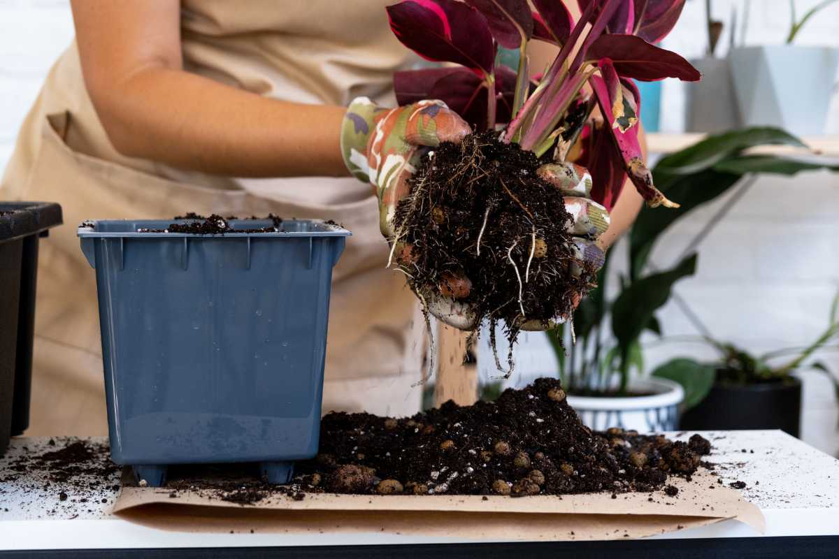 A person wearing gloves is holding a plant with exposed roots and overwatered soil, preparing to transplant it into a blue plastic pot. 