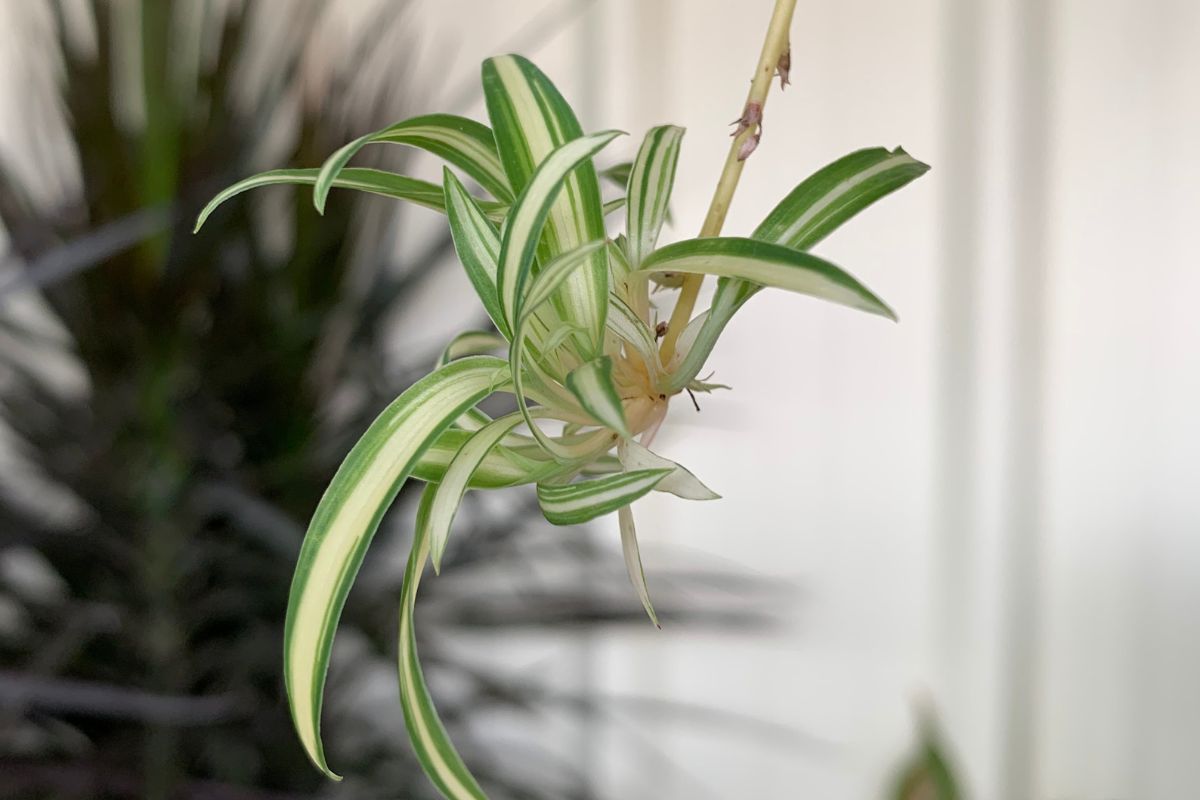 A close-up of a spider plant plantlet with green and white striped leaves.