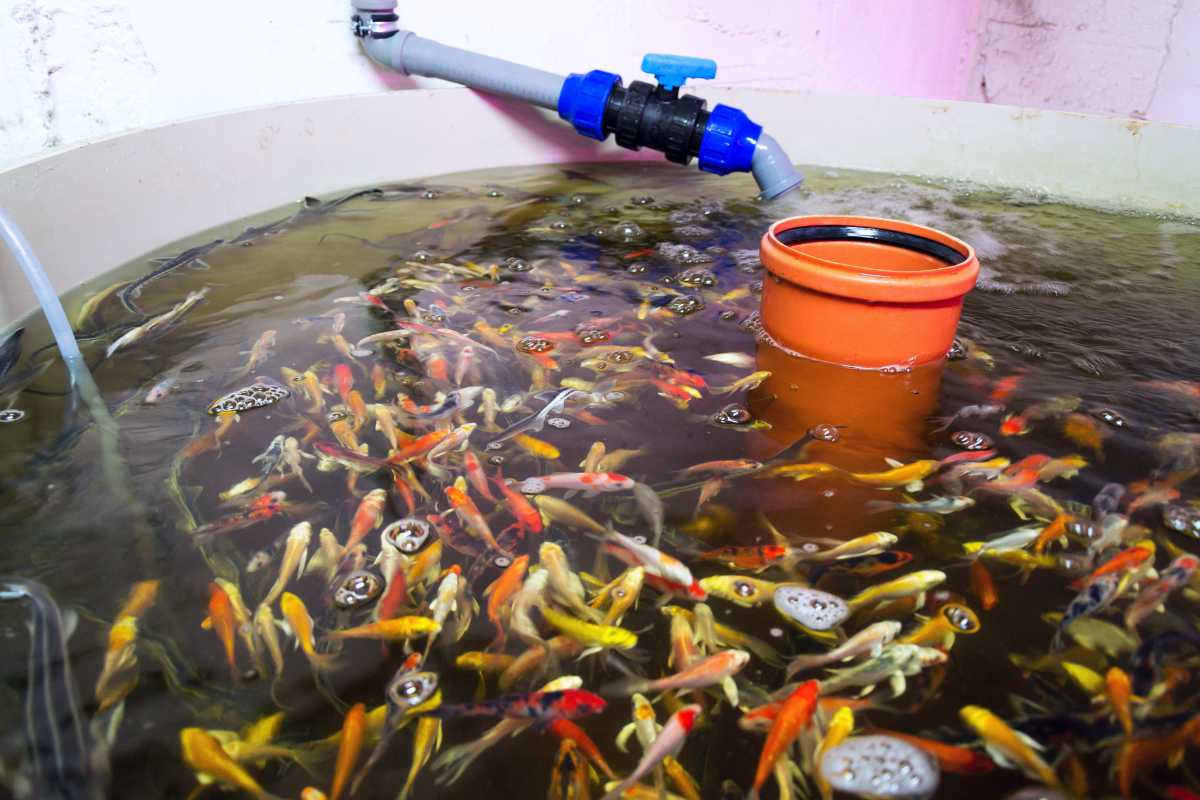 A large tank filled with variously colored koi fish swimming around resembles a perfect illustration of the aquaponics system. A pipe with a blue valve is attached to the upper edge of the tank, and an orange-topped filter is submerged in the water. The water surface has some bubbles.