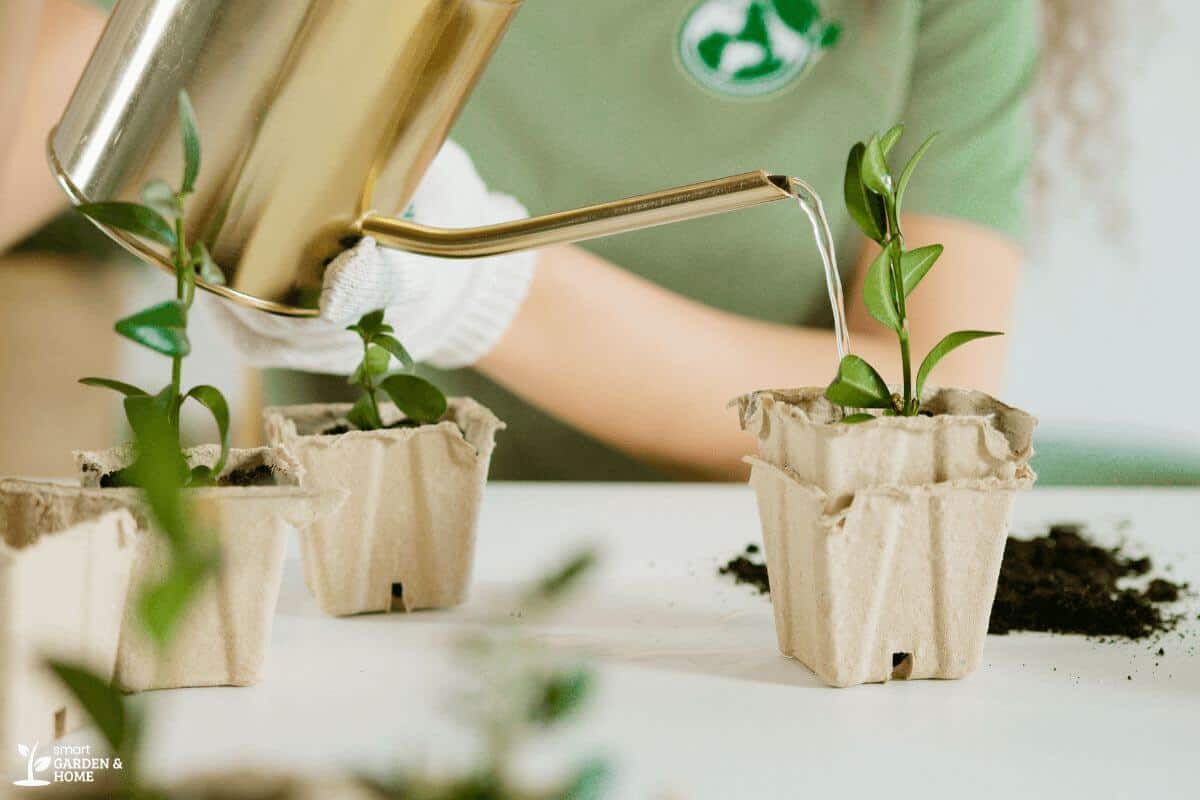 Watering Fresh Pot Plant