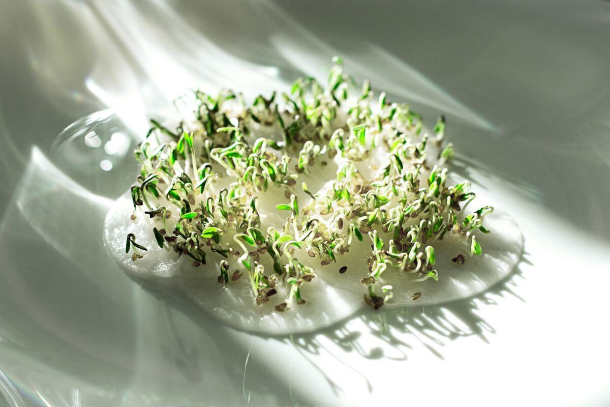 Close-up of several small green lettuce sprouts growing on a white, damp cotton surface, bathed in bright, natural light.