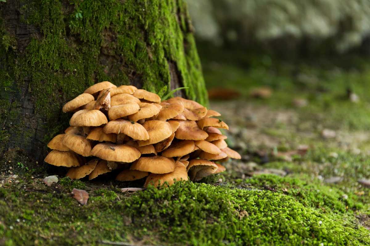 A cluster of small, brown maitake mushrooms, which are decomposers, grows at the base of a moss-covered tree trunk.