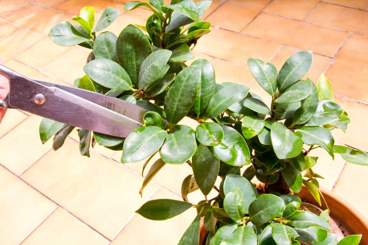 A person trims a healthy bonsai tree with a pair of large, silver scissors. The plant has glossy green leaves, and the scene is set on a tiled floor background.