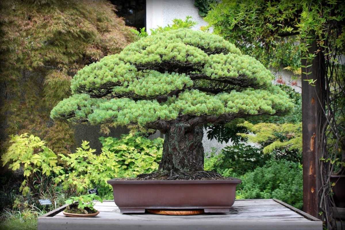 Yamaki Pine, one of the oldest bonsai trees in the collection, boasts a thick trunk and lush, green foliage. 