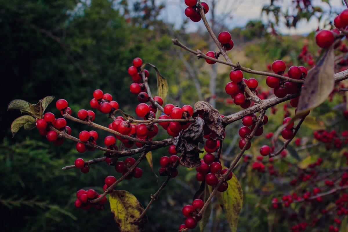 A branch adorned with clusters of small, red American Mountain Ash. 