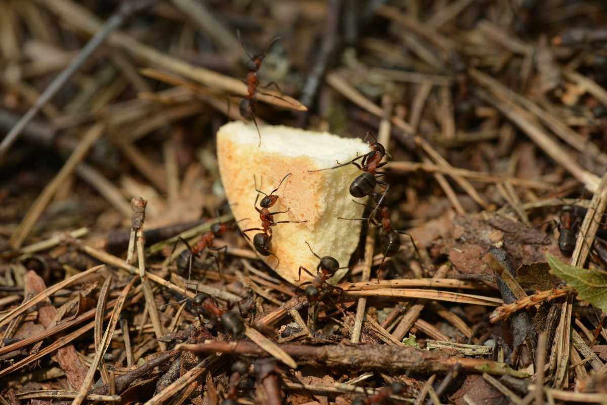 Several ants interact with a small piece of bread on a natural ground covered with dried twigs and leaves.