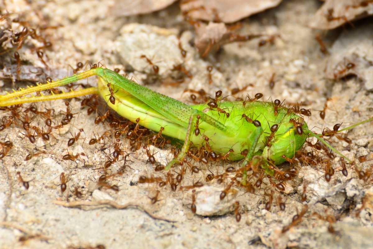 A green insect, likely a grasshopper, being swarmed by numerous small brown ants on a rocky surface. 