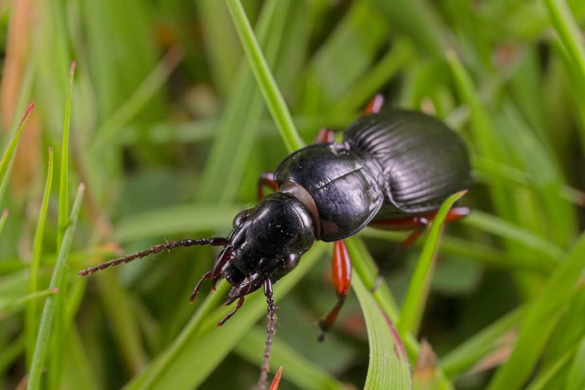 A black ground beetle with red legs and long antennae crawling on green grass.