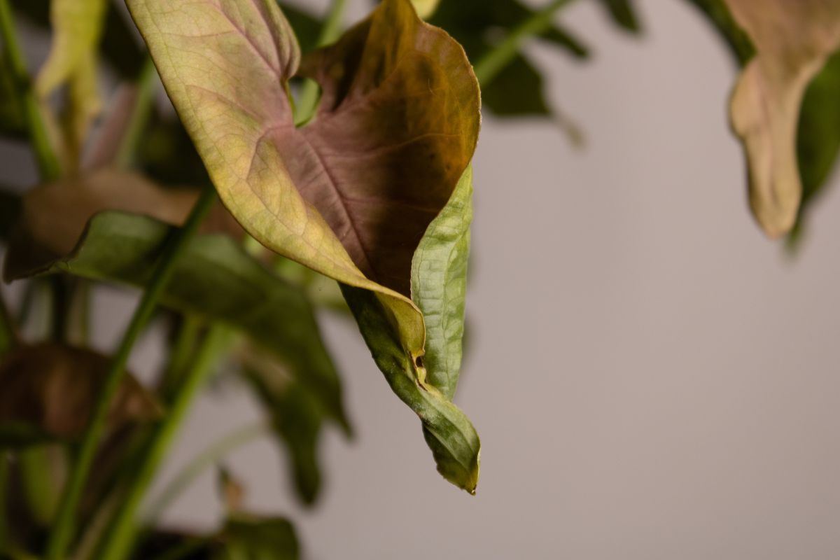 Arrowhead plant leaves showing problems such as yellowing, browning, and curling.