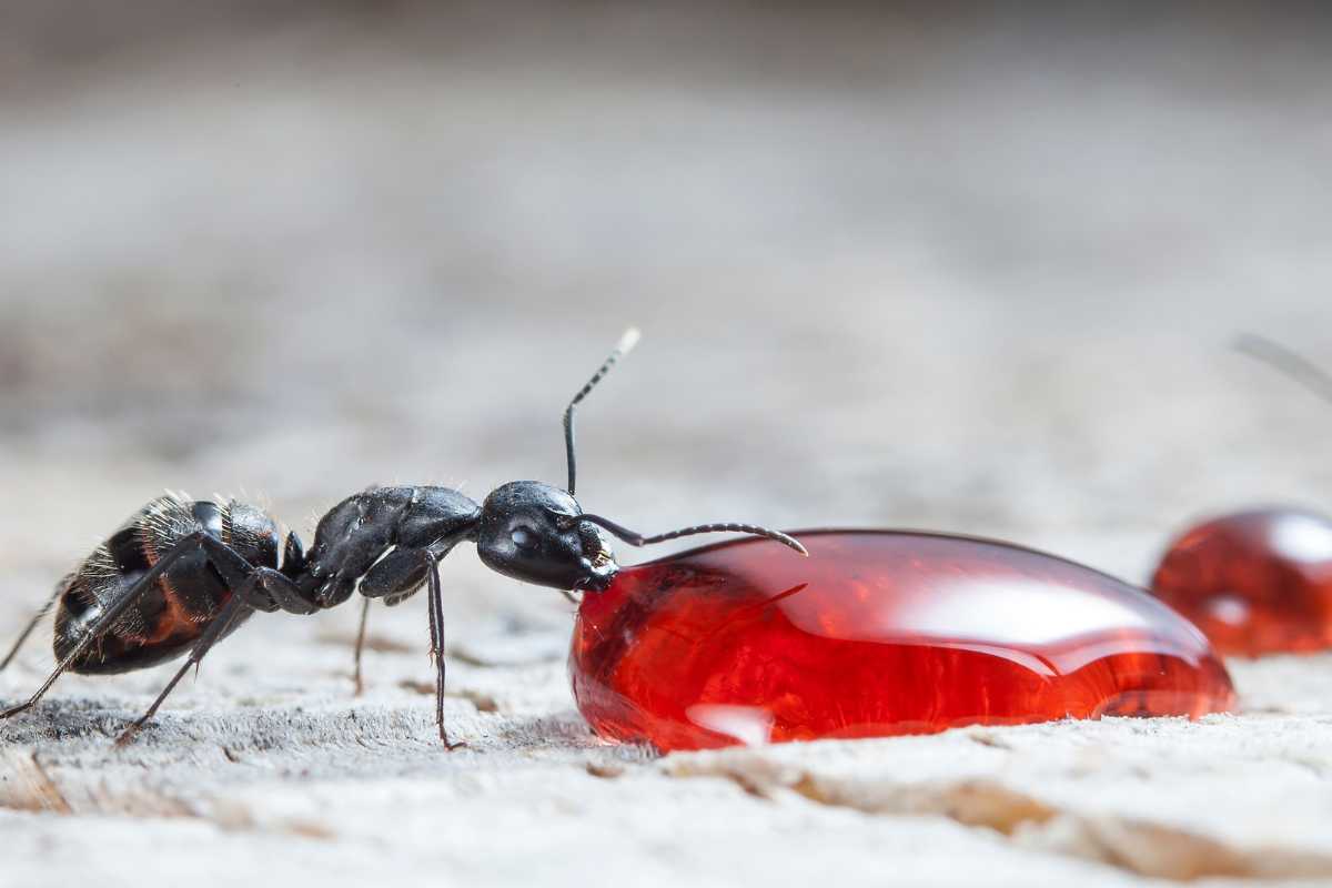 Black ant eating a glossy, honey liquid droplet on a rough, light-colored surface. 