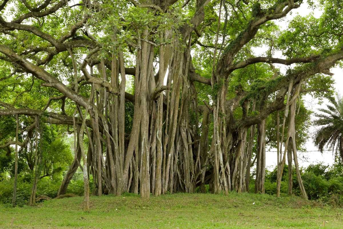 A large banyan tree with numerous aerial roots extending from its branches to the ground.