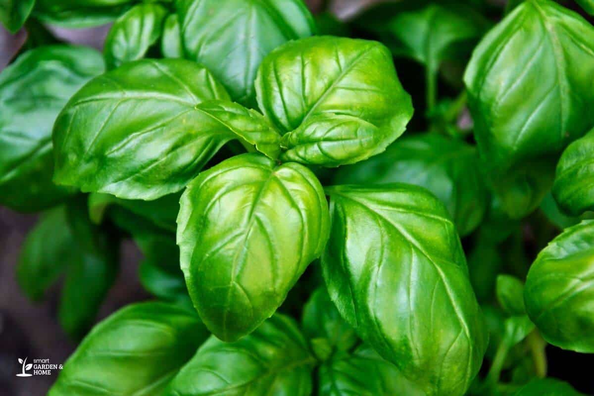 Basil Plant