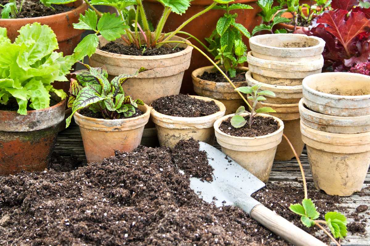 A collection of various potted plants and empty clay pots sit on a wooden surface outdoors. Fresh soil, which is ideal for vegetable gardens, is scattered on the surface with a small gardening trowel placed on it.