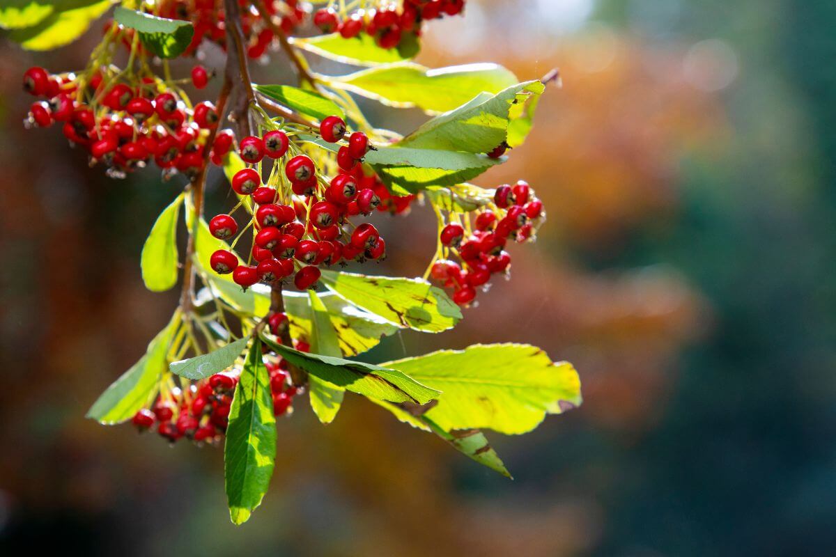 A cluster of vibrant red buffaloberries, one of the edible berry bushes, hangs from a branch adorned with green leaves.