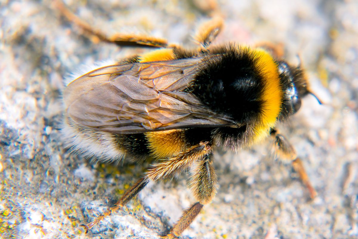 A bumblebee, one of nature's most beneficial insects, with vivid yellow and black stripes on its fuzzy body. 