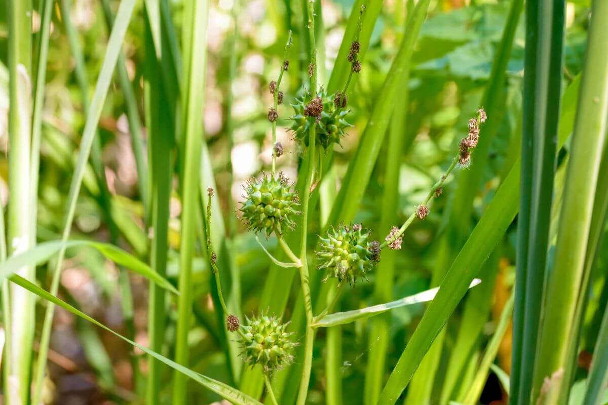 Bur-reeds with green spiky pods growing among tall blades of grass. The plants with burrs have narrow leaves and are surrounded by a lush, green backdrop. 