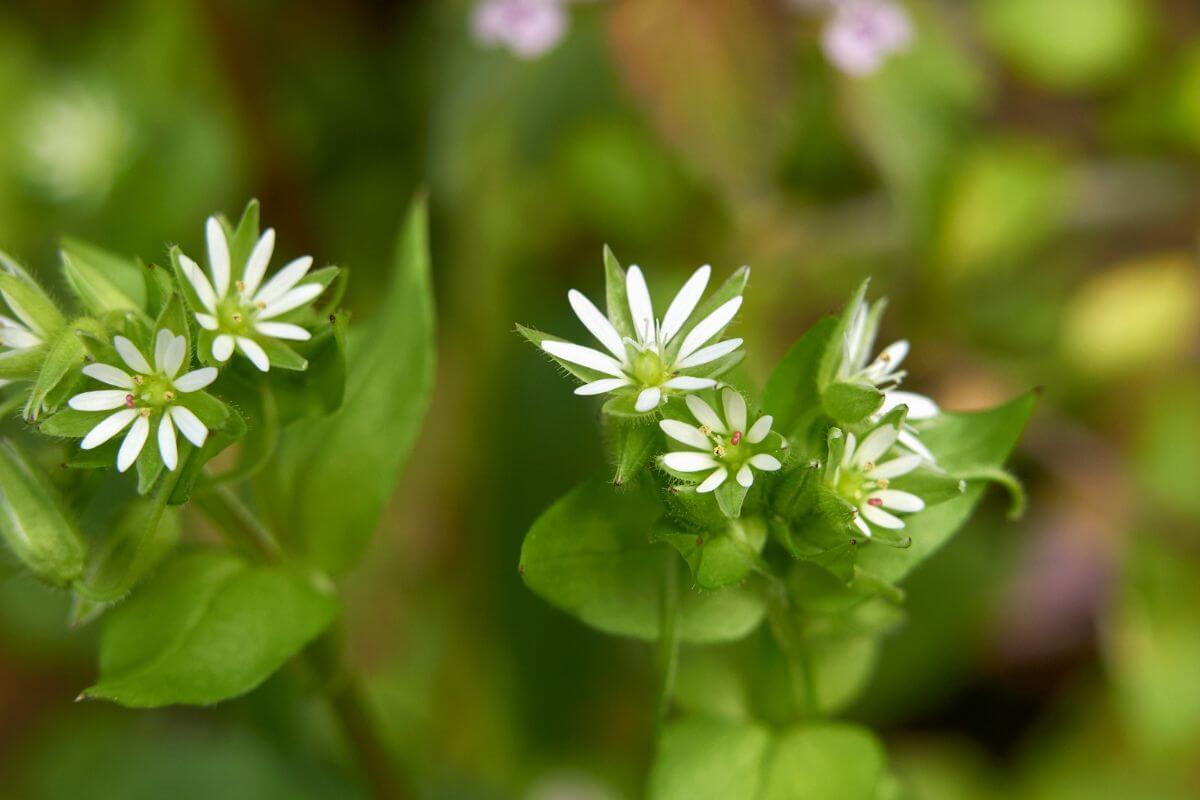 Small chickweed flowers with multiple petals on green stems, surrounded by green leaves. 