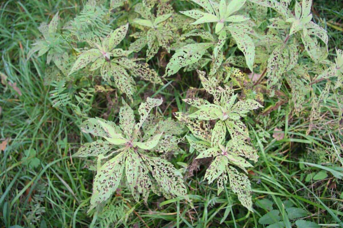 Diseased Plants from Soil-Borne Diseases