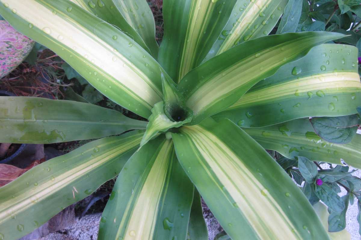 A green Dracaena Fragrans with broad, arching leaves featuring a striking yellow stripe down the center. 