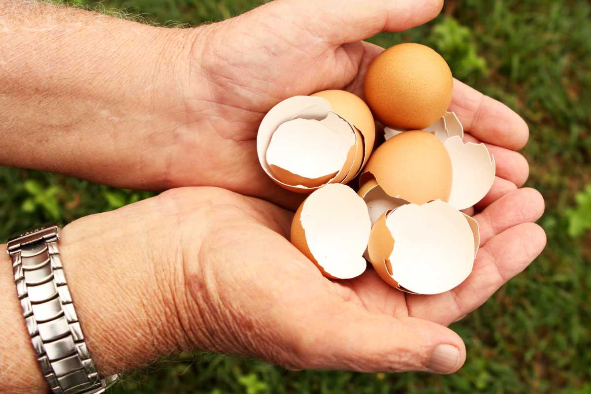 Two hands holding several brown eggs and broken eggshells, the person wearing a wristwatch on the left wrist. 