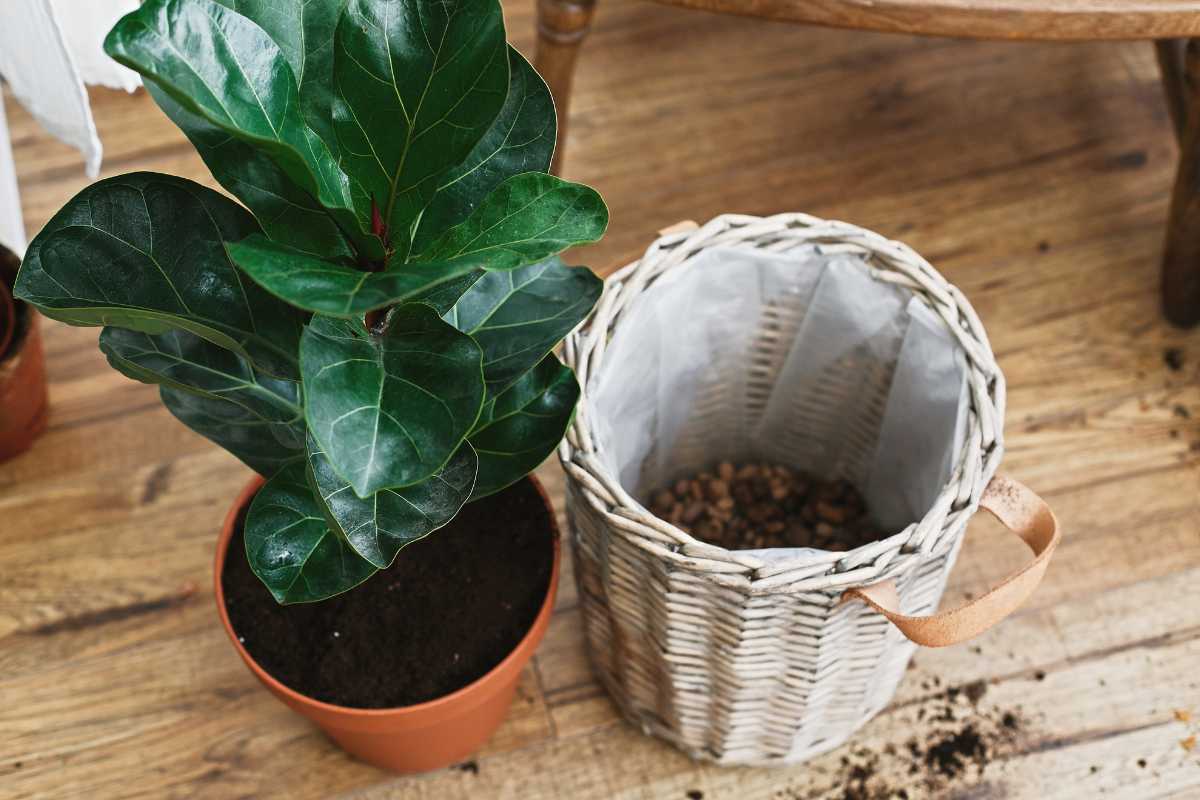 A potted plant, among the hardest houseplants to care for, showcases large, glossy green leaves next to an empty woven basket with a leather handle and some pebbles inside. It's all placed on a wooden floor with a few scattered soil clumps nearby.