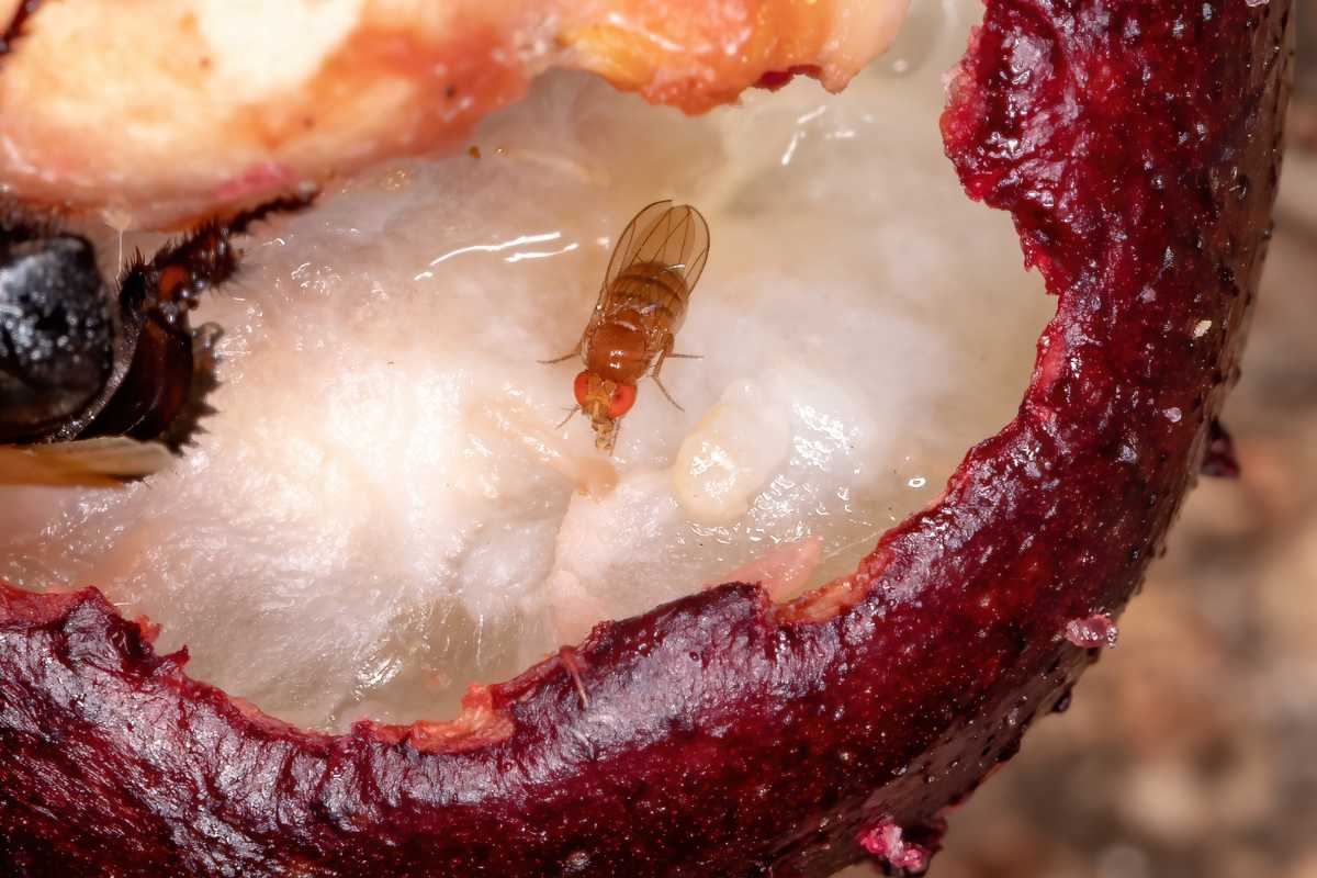 A small fruit fly with red eyes and translucent wings on the white flesh inside a partially eaten fruit with dark purple skin.